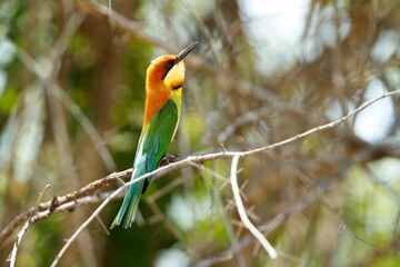 Chestnut-headed Bee-eater, (Merops leschenaulti), vlha hnědohlavá sitting on a branch in Wilpattu, Sri Lanka.