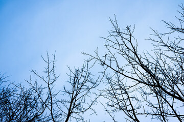 Obraz premium Naked tree branches against a grey sky.