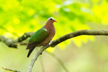 Asian Emerald Dove, (Chalcophaps indica), holub zelenokřídlý, Brightly-colored dove of the forest floor with bright green wings, coral-red bill, and ash-gray forehead. In a super light.