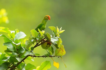 Sri Lanka Hanging-Parrot, Loriculus beryllinus, netopýrík cejlonský, sitting on a branch in good light.