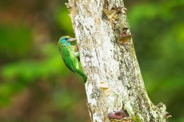 Yellow-fronted Barbet, Psilopogon flavifrons, vousák žlutočelý, beautiful colored barbet from Sinharaja forest of Sri Lanka.