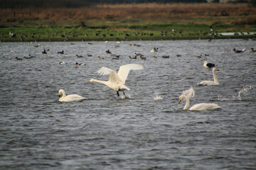 swans on the lake