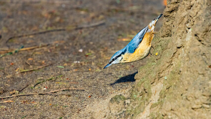 Beautiful small colorful eurasian nuthatch walking down on a tree trunk head first. Bird captured in Park in Sopot, Poland. 
