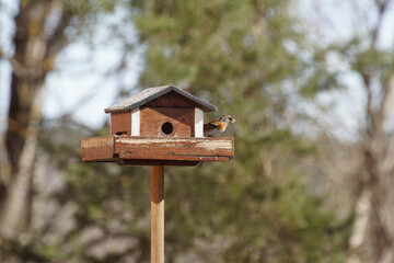 wooden bird house
