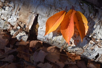 Autumn foliage, Sainte-Apolline, Québec, Canada