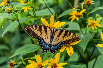 Eastern Swallowtail Butterfly, Shenandoah National Park, Virginia USA, Virginia