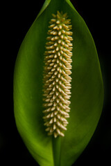 Spathiphyllum cochlearispathum 2