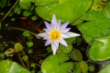 Nymphaea caerulea 1