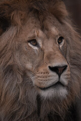 Obraz na płótnie Canvas Portrait of a Beautiful african male lion in the dark, lion king