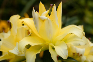 Obraz premium Lily Exotic Sun double yellow flowers - OT-Hybrid
