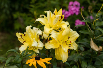 Lily Exotic Sun double yellow flowers - OT-Hybrid