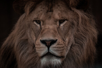 Fototapeta na wymiar Portrait of a Beautiful african male lion in the dark, lion king