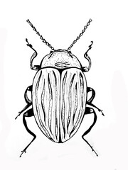 Black and white illustration of a beetle isolated on a white background.