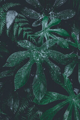 abstract green background, plant wallpaper, hawaiian nature 