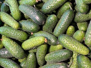 Fresh cucumbers vegetables in the market 