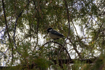 bird on the tree