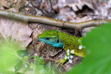 Obraz premium green lizard 