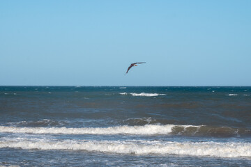 Fototapeta na wymiar aves volando sobre la costa atlántica argentina