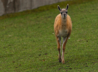 Llama on green grass in autumn day