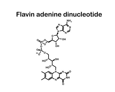 Chemical formula flavin adenine dinucleotide. Vector illustration