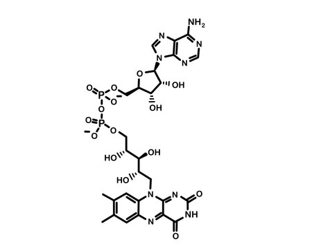 Chemical formula flavin adenine dinucleotide. Vector illustration