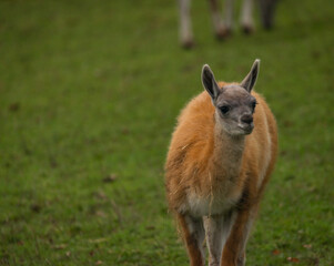 Llama on green grass in autumn day