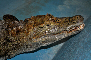 Dwarf caiman (Paleosuchus palpebrosus)