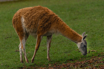 Naklejka na ściany i meble Llama on green grass in autumn day