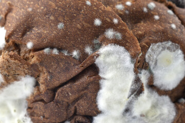 expired chocolate flavored bread white mold