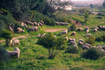 Flock of sheep grazing in a hill on a green meadow