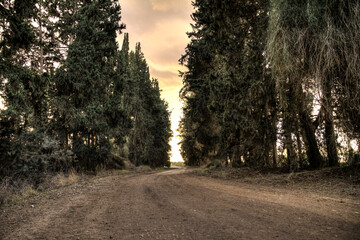 curvy dirt road at a cloudy day going through a forest in israel