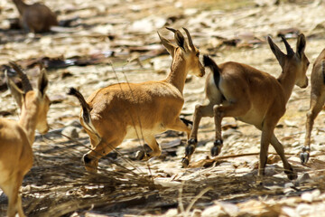 Group of Young Dorcas gazelles (Gazella dorcas) running together in the negev desert, near the dead sea, israel