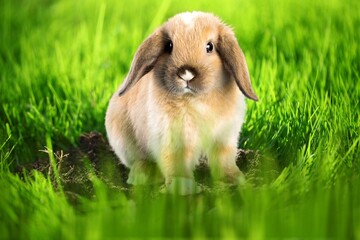 Small cute bunny or rabbit on green grass.
