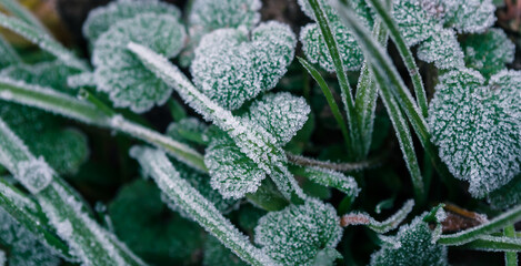 Beatiful frozen grass. Hoarfrost on the grass leaves. Natural winter background. Macro nature