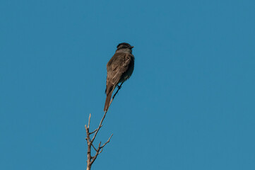 Crowned Slaty Flycatcher in Calden Forest environment, La Pampa Province, Argentina.