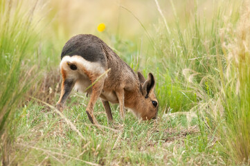 Patagonian cavi in Pampas grassland environment, La Pampa Province, , Patagonia , Argentina