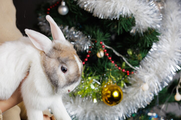 Cute beautiful domestic rabbit in the hands of a woman. Background with selective focus