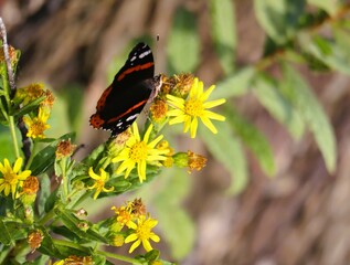 butterfly on flower