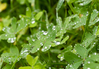 Selective focus on several plants with water droplets