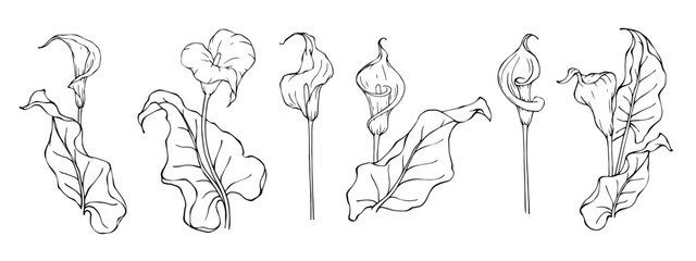 Set of linear sketches of calla flowers and leaves. Vector graphics.	
