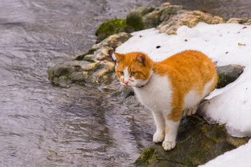 Naklejka na ściany i meble The bicolor cat on the coast of the forest creek in the early spring.