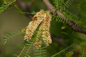 Bee on calden tree seeds in spring, La Pampa Province, Patagonia, Argentina.