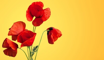 Fototapeta premium Fresh beautiful colored wild flowers