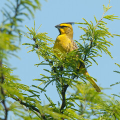 Yellow Cardinal, Gubernatrix cristata, Endangered species in La Pampa, Argentina