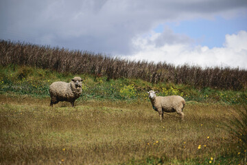 Naklejka na ściany i meble sheep on a meadow