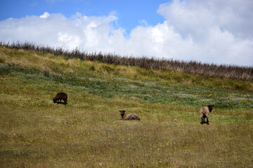 cows in the field