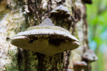 Fungus is a parasite growing on a tree.The tree trunk is covered with tinder mushroom. old birch. Photo with shallow depth of field