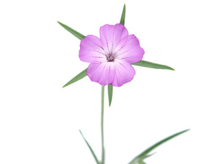 Corn cockle plant with pink flower isolated on white