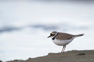 Shorebirds, little ringed plover (Charadrius dubius) on the beach.