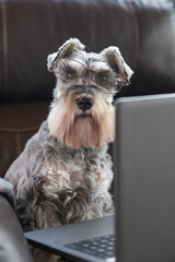 Funny concept. Dog wearing glasses working on a laptop. One sweet schnauzer being productive working from home on his laptop. 
